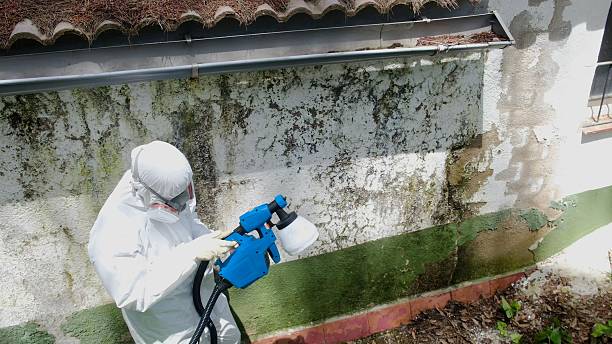 Trusted Mold Removal service in Sparta, MI - Cheap Mold Removal
